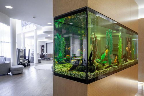 水族箱過濾系統的構建與維護指南