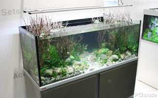 一箱一世界 用伊罕喜鉑水族箱打造免換水的家庭自然生態(tài)景觀