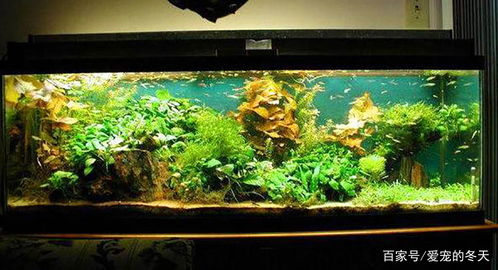 水族箱燈具選擇與光源顏色對魚類的生態(tài)影響