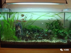 什么是生態(tài)水族箱？——揭秘現(xiàn)代水族藝術(shù)的生態(tài)平衡之道